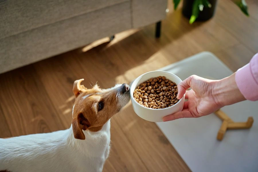 Dog receiving bowl of food